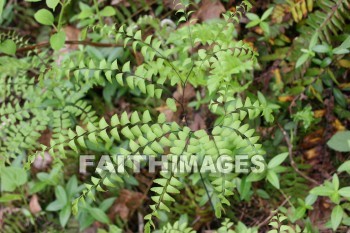 fern, spring, springtime, season, growth, bud, fresh, daytime, nature, flora, outdoors, sunlight, sunshine, outside, flower, plant, natural, ferns, springs, seasons, buds, daytimes, natures, outsides, flowers, plants