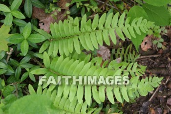 fern, spring, springtime, season, growth, bud, fresh, daytime, nature, flora, outdoors, sunlight, sunshine, outside, flower, plant, natural, ferns, springs, seasons, buds, daytimes, natures, outsides, flowers, plants