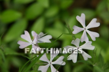 spring, springtime, season, growth, bud, fresh, daytime, nature, flora, outdoors, sunlight, sunshine, outside, flower, plant, natural, springs, seasons, buds, daytimes, natures, outsides, flowers, plants