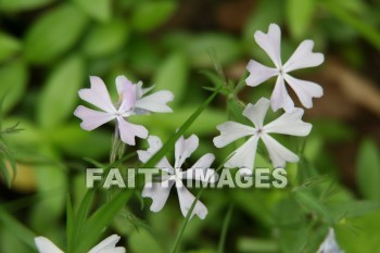 spring, springtime, season, growth, bud, fresh, daytime, nature, flora, outdoors, sunlight, sunshine, outside, flower, plant, natural, springs, seasons, buds, daytimes, natures, outsides, flowers, plants