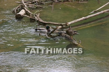 duck, lake, swim, spring, springtime, season, growth, bud, fresh, daytime, nature, flora, outdoors, sunlight, sunshine, outside, flower, plant, natural, ducks, lakes, springs, seasons, buds, daytimes, natures