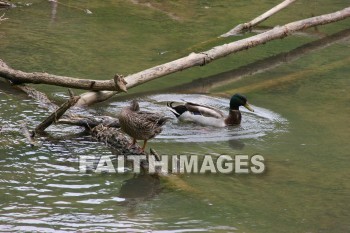 duck, lake, swim, spring, springtime, season, growth, bud, fresh, daytime, nature, flora, outdoors, sunlight, sunshine, outside, flower, plant, natural, ducks, lakes, springs, seasons, buds, daytimes, natures