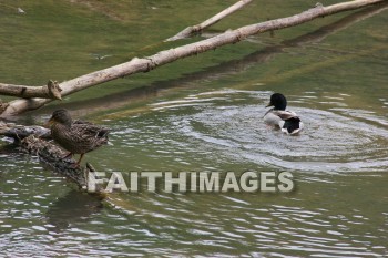 duck, lake, swim, spring, springtime, season, growth, bud, fresh, daytime, nature, flora, outdoors, sunlight, sunshine, outside, flower, plant, natural, ducks, lakes, springs, seasons, buds, daytimes, natures