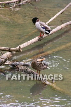 duck, lake, swim, spring, springtime, season, growth, bud, fresh, daytime, nature, flora, outdoors, sunlight, sunshine, outside, flower, plant, natural, ducks, lakes, springs, seasons, buds, daytimes, natures