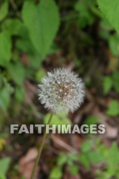 spring, springtime, season, growth, bud, fresh, daytime, nature, flora, outdoors, sunlight, sunshine, outside, flower, plant, natural, springs, seasons, buds, daytimes, natures, outsides, flowers, plants