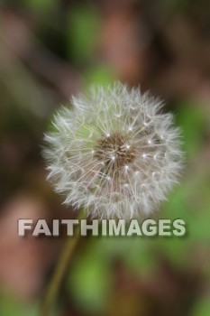 spring, springtime, season, growth, bud, fresh, daytime, nature, flora, outdoors, sunlight, sunshine, outside, flower, plant, natural, springs, seasons, buds, daytimes, natures, outsides, flowers, plants