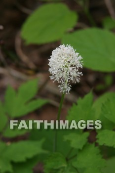 spring, springtime, season, growth, bud, fresh, daytime, nature, flora, outdoors, sunlight, sunshine, outside, flower, plant, natural, springs, seasons, buds, daytimes, natures, outsides, flowers, plants