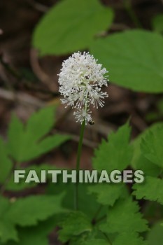 spring, springtime, season, growth, bud, fresh, daytime, nature, flora, outdoors, sunlight, sunshine, outside, flower, plant, natural, springs, seasons, buds, daytimes, natures, outsides, flowers, plants