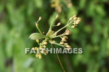 spring, springtime, season, growth, bud, fresh, daytime, nature, flora, outdoors, sunlight, sunshine, outside, flower, plant, natural, springs, seasons, buds, daytimes, natures, outsides, flowers, plants