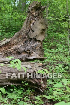 tree, bark, trunk, spring, springtime, season, growth, bud, fresh, daytime, nature, flora, outdoors, sunlight, sunshine, outside, flower, plant, natural, trees, barks, trunks, springs, seasons, buds, daytimes