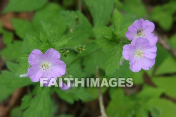 spring, springtime, season, growth, bud, fresh, daytime, nature, flora, outdoors, sunlight, sunshine, outside, flower, plant, natural, springs, seasons, buds, daytimes, natures, outsides, flowers, plants