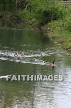 duck, lake, swim, spring, springtime, season, growth, bud, fresh, daytime, nature, flora, outdoors, sunlight, sunshine, outside, flower, plant, natural, ducks, lakes, springs, seasons, buds, daytimes, natures