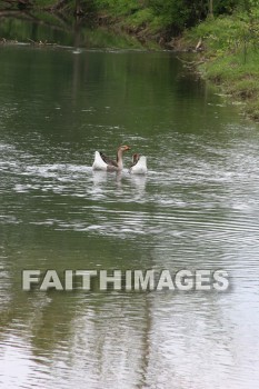 duck, lake, swim, spring, springtime, season, growth, bud, fresh, daytime, nature, flora, outdoors, sunlight, sunshine, outside, flower, plant, natural, ducks, lakes, springs, seasons, buds, daytimes, natures