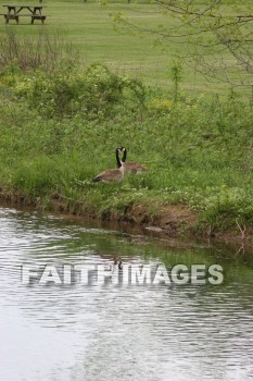 duck, lake, swim, spring, springtime, season, growth, bud, fresh, daytime, nature, flora, outdoors, sunlight, sunshine, outside, flower, plant, natural, ducks, lakes, springs, seasons, buds, daytimes, natures