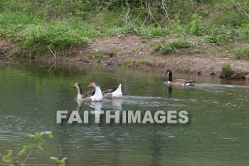 duck, lake, swim, spring, springtime, season, growth, bud, fresh, daytime, nature, flora, outdoors, sunlight, sunshine, outside, flower, plant, natural, ducks, lakes, springs, seasons, buds, daytimes, natures