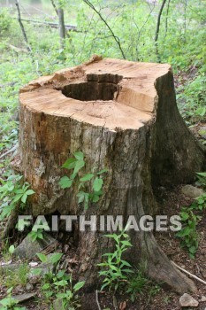 tree, bark, trunk, spring, springtime, season, growth, bud, fresh, daytime, nature, flora, outdoors, sunlight, sunshine, outside, flower, plant, natural, trees, barks, trunks, springs, seasons, buds, daytimes