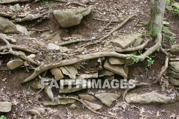 tree, bark, trunk, spring, springtime, season, growth, bud, fresh, daytime, nature, flora, outdoors, sunlight, sunshine, outside, flower, plant, natural, trees, barks, trunks, springs, seasons, buds, daytimes