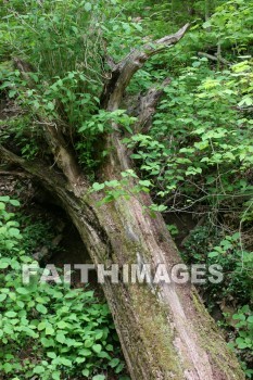 tree, bark, trunk, spring, springtime, season, growth, bud, fresh, daytime, nature, flora, outdoors, sunlight, sunshine, outside, flower, plant, natural, trees, barks, trunks, springs, seasons, buds, daytimes