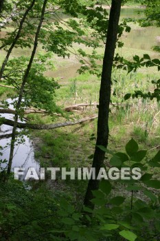 stream, creek, tree, spring, springtime, season, growth, bud, fresh, daytime, nature, flora, outdoors, sunlight, sunshine, outside, flower, plant, natural, streams, creeks, trees, springs, seasons, buds, daytimes