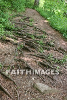 tree, bark, trunk, spring, springtime, season, growth, bud, fresh, daytime, nature, flora, outdoors, sunlight, sunshine, outside, flower, plant, natural, trees, barks, trunks, springs, seasons, buds, daytimes