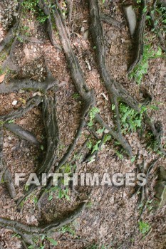 tree, bark, trunk, spring, springtime, season, growth, bud, fresh, daytime, nature, flora, outdoors, sunlight, sunshine, outside, flower, plant, natural, trees, barks, trunks, springs, seasons, buds, daytimes