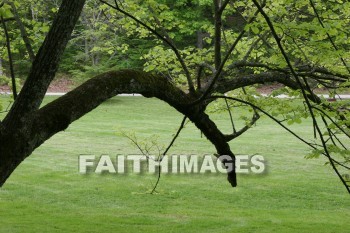 tree, bark, trunk, spring, springtime, season, growth, bud, fresh, daytime, nature, flora, outdoors, sunlight, sunshine, outside, flower, plant, natural, trees, barks, trunks, springs, seasons, buds, daytimes