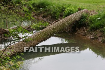 stream, creek, tree, spring, springtime, season, growth, bud, fresh, daytime, nature, flora, outdoors, sunlight, sunshine, outside, flower, plant, natural, streams, creeks, trees, springs, seasons, buds, daytimes