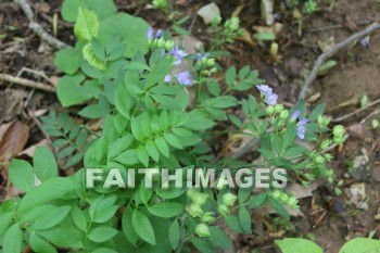 fern, spring, springtime, season, growth, bud, fresh, daytime, nature, flora, outdoors, sunlight, sunshine, outside, flower, plant, natural, ferns, springs, seasons, buds, daytimes, natures, outsides, flowers, plants