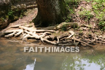 stream, creek, tree, spring, springtime, season, growth, bud, fresh, daytime, nature, flora, outdoors, sunlight, sunshine, outside, flower, plant, natural, streams, creeks, trees, springs, seasons, buds, daytimes