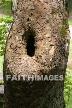 tree, bark, trunk, spring, springtime, season, growth, bud, fresh, daytime, nature, flora, outdoors, sunlight, sunshine, outside, flower, plant, natural, trees, barks, trunks, springs, seasons, buds, daytimes