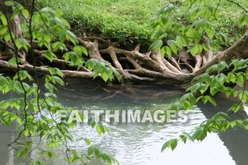 stream, creek, tree, spring, springtime, season, growth, bud, fresh, daytime, nature, flora, outdoors, sunlight, sunshine, outside, flower, plant, natural, streams, creeks, trees, springs, seasons, buds, daytimes