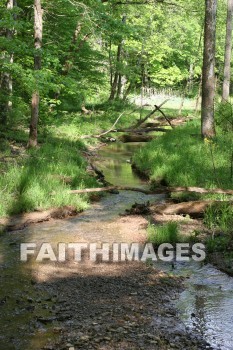 stream, creek, tree, spring, springtime, season, growth, bud, fresh, daytime, nature, flora, outdoors, sunlight, sunshine, outside, flower, plant, natural, streams, creeks, trees, springs, seasons, buds, daytimes