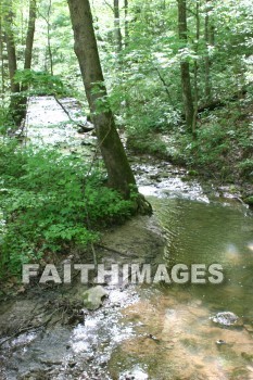 stream, creek, tree, spring, springtime, season, growth, bud, fresh, daytime, nature, flora, outdoors, sunlight, sunshine, outside, flower, plant, natural, streams, creeks, trees, springs, seasons, buds, daytimes