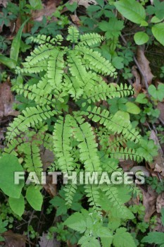 fern, spring, springtime, season, growth, bud, fresh, daytime, nature, flora, outdoors, sunlight, sunshine, outside, flower, plant, natural, ferns, springs, seasons, buds, daytimes, natures, outsides, flowers, plants