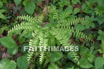 fern, spring, springtime, season, growth, bud, fresh, daytime, nature, flora, outdoors, sunlight, sunshine, outside, flower, plant, natural, ferns, springs, seasons, buds, daytimes, natures, outsides, flowers, plants