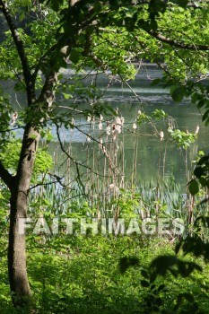 stream, creek, tree, spring, springtime, season, growth, bud, fresh, daytime, nature, flora, outdoors, sunlight, sunshine, outside, flower, plant, natural, streams, creeks, trees, springs, seasons, buds, daytimes