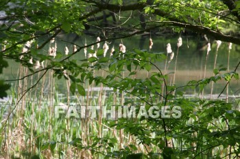 stream, creek, tree, spring, springtime, season, growth, bud, fresh, daytime, nature, flora, outdoors, sunlight, sunshine, outside, flower, plant, natural, streams, creeks, trees, springs, seasons, buds, daytimes