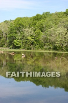 duck, lake, swim, spring, springtime, season, growth, bud, fresh, daytime, nature, flora, outdoors, sunlight, sunshine, outside, flower, plant, natural, ducks, lakes, springs, seasons, buds, daytimes, natures