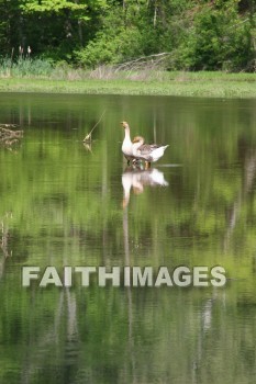 duck, lake, swim, spring, springtime, season, growth, bud, fresh, daytime, nature, flora, outdoors, sunlight, sunshine, outside, flower, plant, natural, ducks, lakes, springs, seasons, buds, daytimes, natures