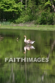 duck, lake, swim, spring, springtime, season, growth, bud, fresh, daytime, nature, flora, outdoors, sunlight, sunshine, outside, flower, plant, natural, ducks, lakes, springs, seasons, buds, daytimes, natures