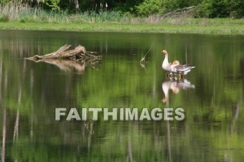 duck, lake, swim, spring, springtime, season, growth, bud, fresh, daytime, nature, flora, outdoors, sunlight, sunshine, outside, flower, plant, natural, ducks, lakes, springs, seasons, buds, daytimes, natures