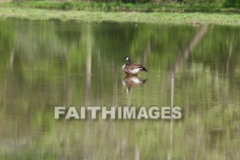 duck, lake, swim, spring, springtime, season, growth, bud, fresh, daytime, nature, flora, outdoors, sunlight, sunshine, outside, flower, plant, natural, ducks, lakes, springs, seasons, buds, daytimes, natures