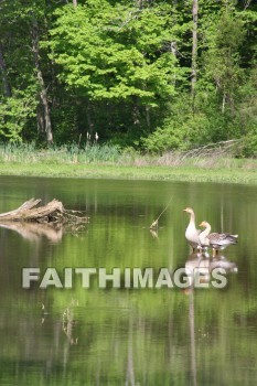 duck, lake, swim, spring, springtime, season, growth, bud, fresh, daytime, nature, flora, outdoors, sunlight, sunshine, outside, flower, plant, natural, ducks, lakes, springs, seasons, buds, daytimes, natures