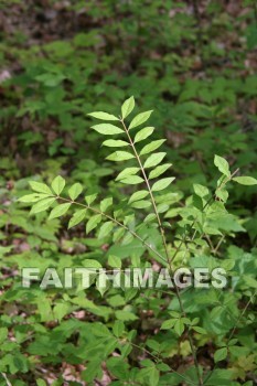 fern, spring, springtime, season, growth, bud, fresh, daytime, nature, flora, outdoors, sunlight, sunshine, outside, flower, plant, natural, ferns, springs, seasons, buds, daytimes, natures, outsides, flowers, plants