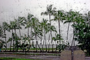 rain, rain-spotted, rainy, rain storm, palm, palm trees, hawaii, palms