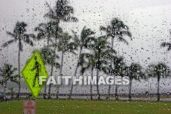 rain, rain-spotted, rainy, rain storm, palm, palm trees, hawaii, palms