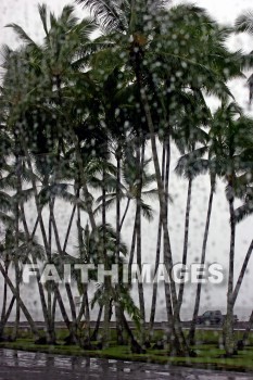 rain, rain-spotted, rainy, rain storm, palm, palm trees, hawaii, palms