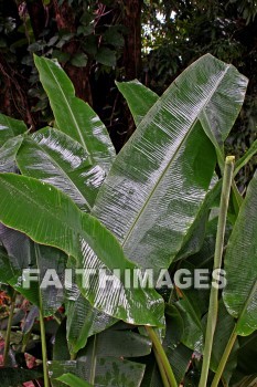 leaf, nani mau botanical gardens, island of hawaii, hawaii, leaves