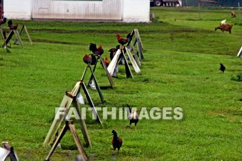 chicken, roosters, Fowl, coop, House, shelter, island of hawaii, hawaii, chickens, fowls, coops, houses, shelters