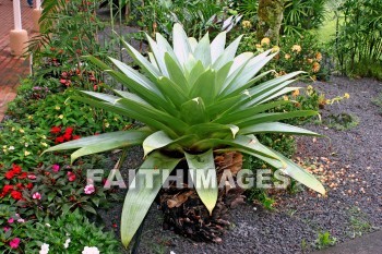 plant, exotic plant, nani mau botanical gardens, island of hawaii, hawaii, plants